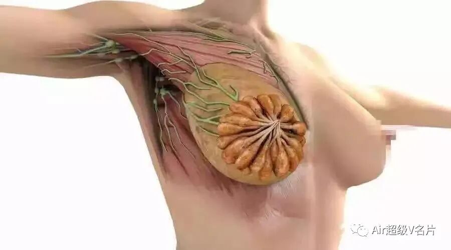 古法经络|乳房发出了求救信号，提醒你该注意了！