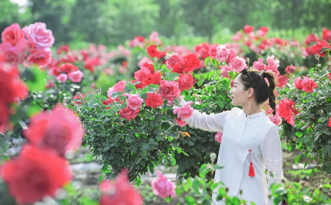 台儿庄祥和庄园:有花为伴,不负夏日好时光 台儿庄祥和庄园:有花为伴,不负夏日好时光