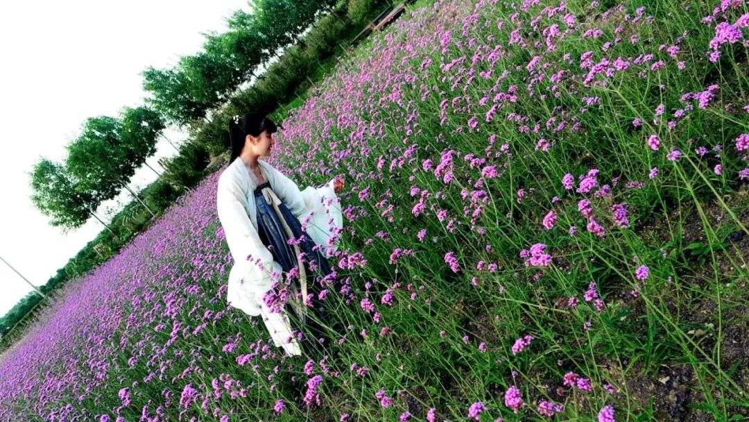 台儿庄祥和庄园:有花为伴,不负夏日好时光 台儿庄祥和庄园:有花为伴,不负夏日好时光