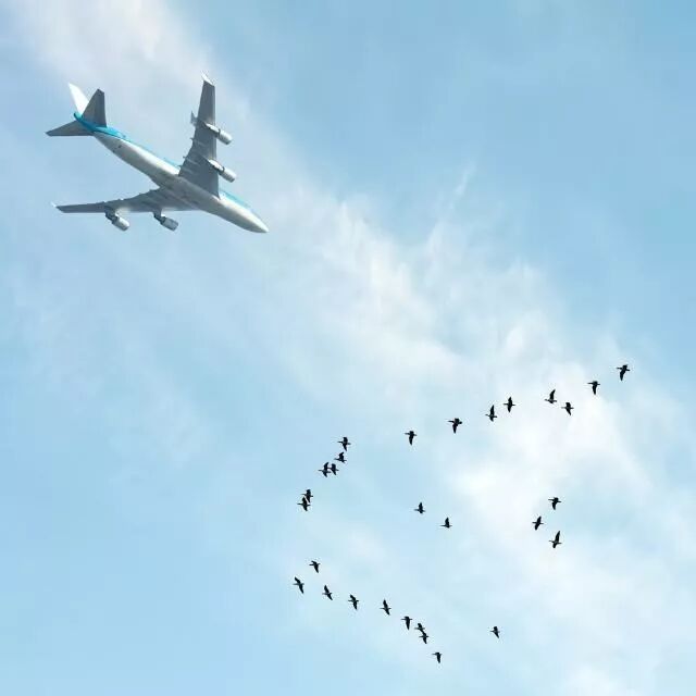 【6/15更新】鸟经常撞飞机发动机, 发动机进气口加个网可以吗?的图16