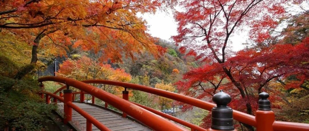 秋季之“云赏”红叶