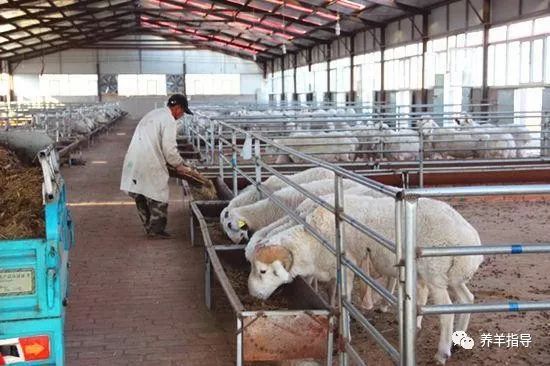 夏季养羊7种降温方法？最后一种你绝对想不到！