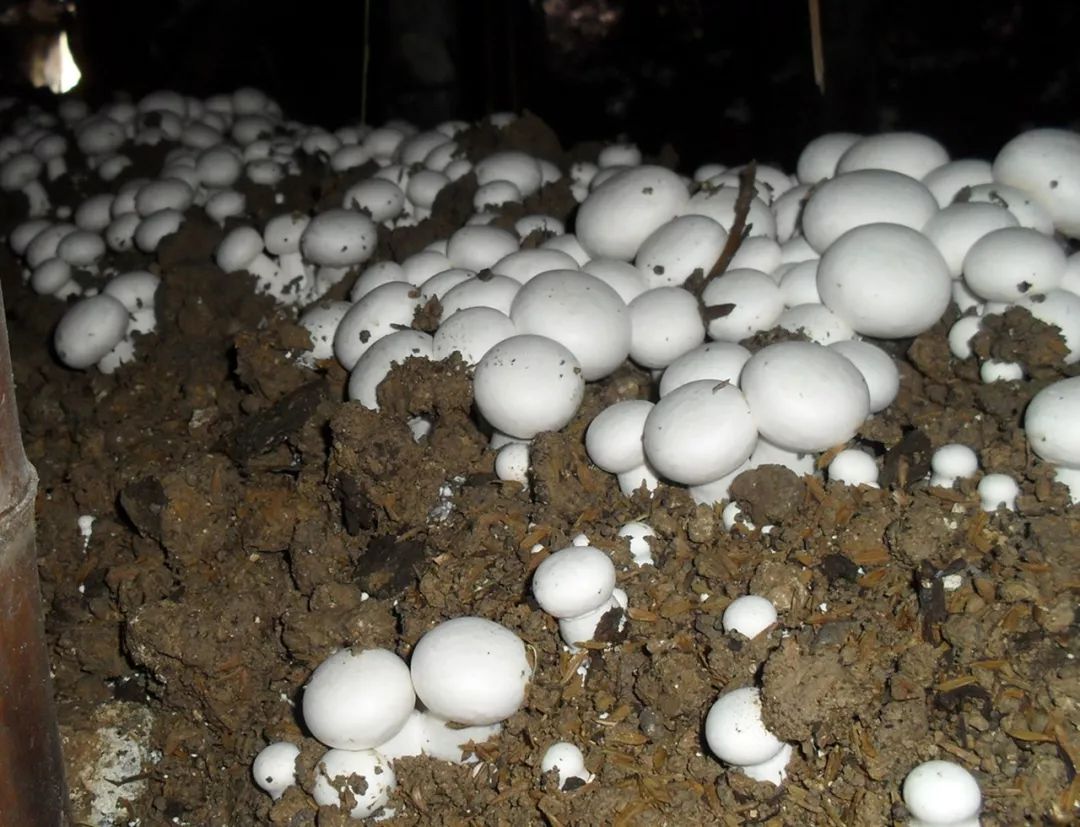 双孢菇一年两作如何种植？