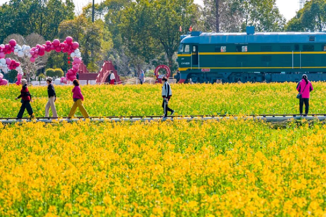 20260310 茂新村油菜花4MP-09489.jpg