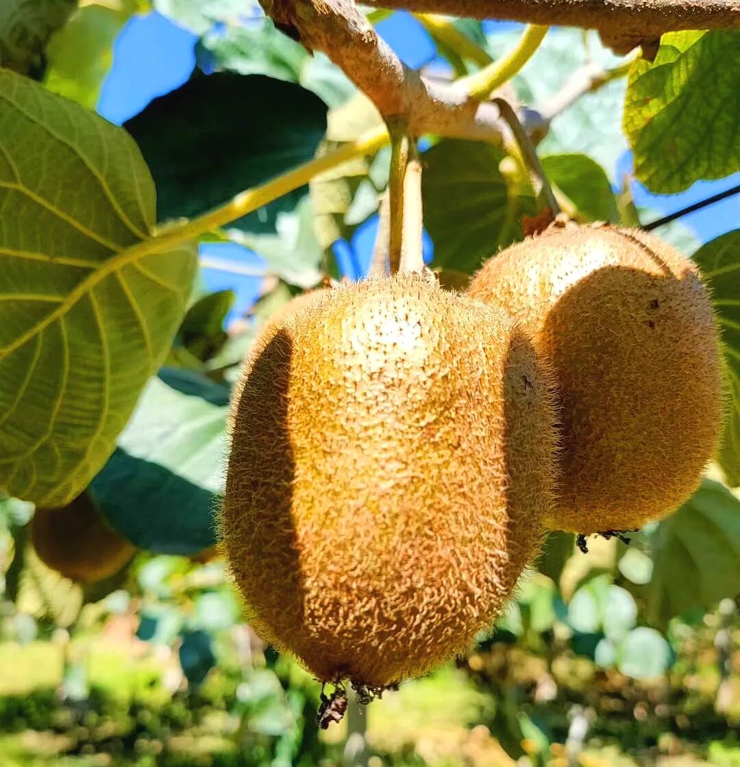 全国包邮维c之王来袭299元抢金徐1号绿心猕猴桃5斤24枚个头硕大清甜