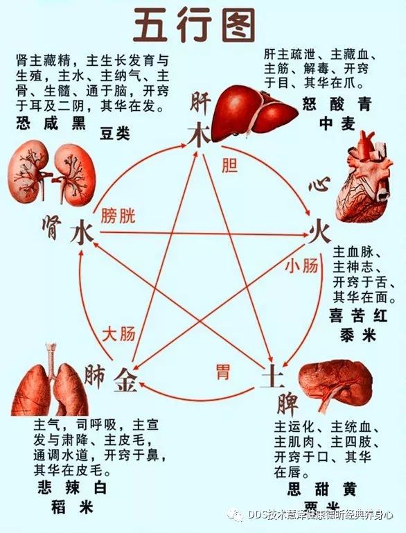 五脏六腑和阴阳五行 Dds技术慧泽健康德昕经典养身心 微信公众号文章阅读 Wemp