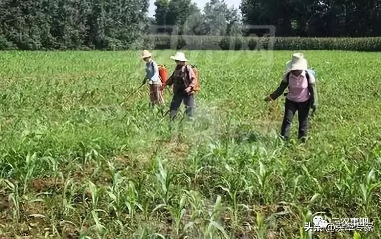 乙草胺除草剂对果树有害吗_除草剂乙草胺毒性大吗_乙草胺除草剂