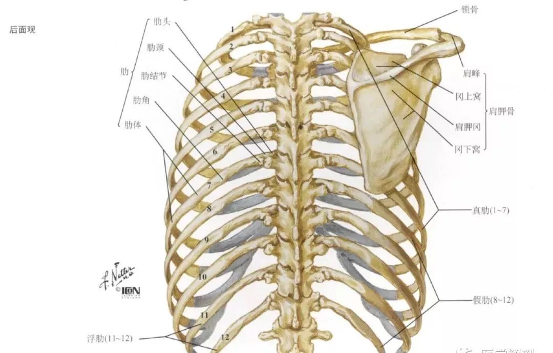 肋骨及胸骨解剖图谱 针刀医学汇 微信公众号文章阅读 Wemp