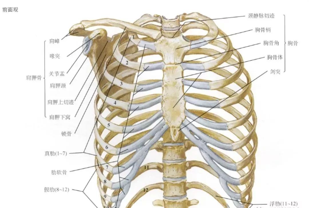 肋骨及胸骨解剖图谱 针刀医学汇 微信公众号文章阅读 Wemp