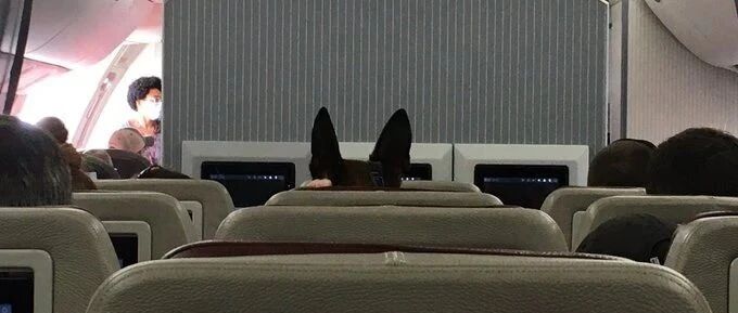 “美国的狗优先”背后，他们又“露馅”了 | 参考快评