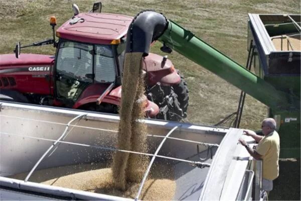▲美国伊利诺伊州的农民在收获大豆。中美贸易争端给美国豆农带来损失，他们正在丢失中国巨额订单。（美国《华盛顿邮报》网站）