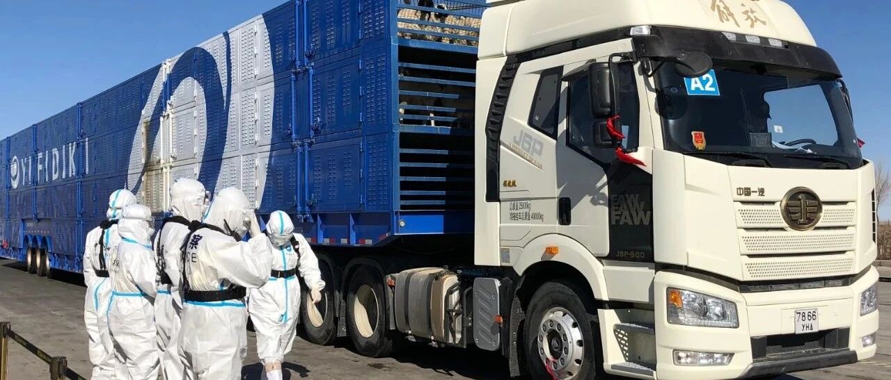 3万只羊，今起正式移交中方