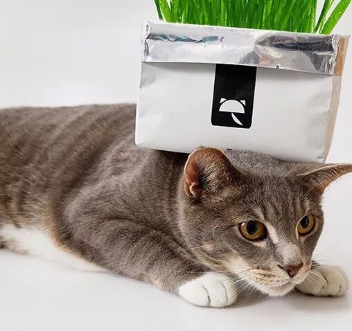 猫狗也能活得那么high，美女海归拿下千万元融资-天下网商-赋能网商，成就网商