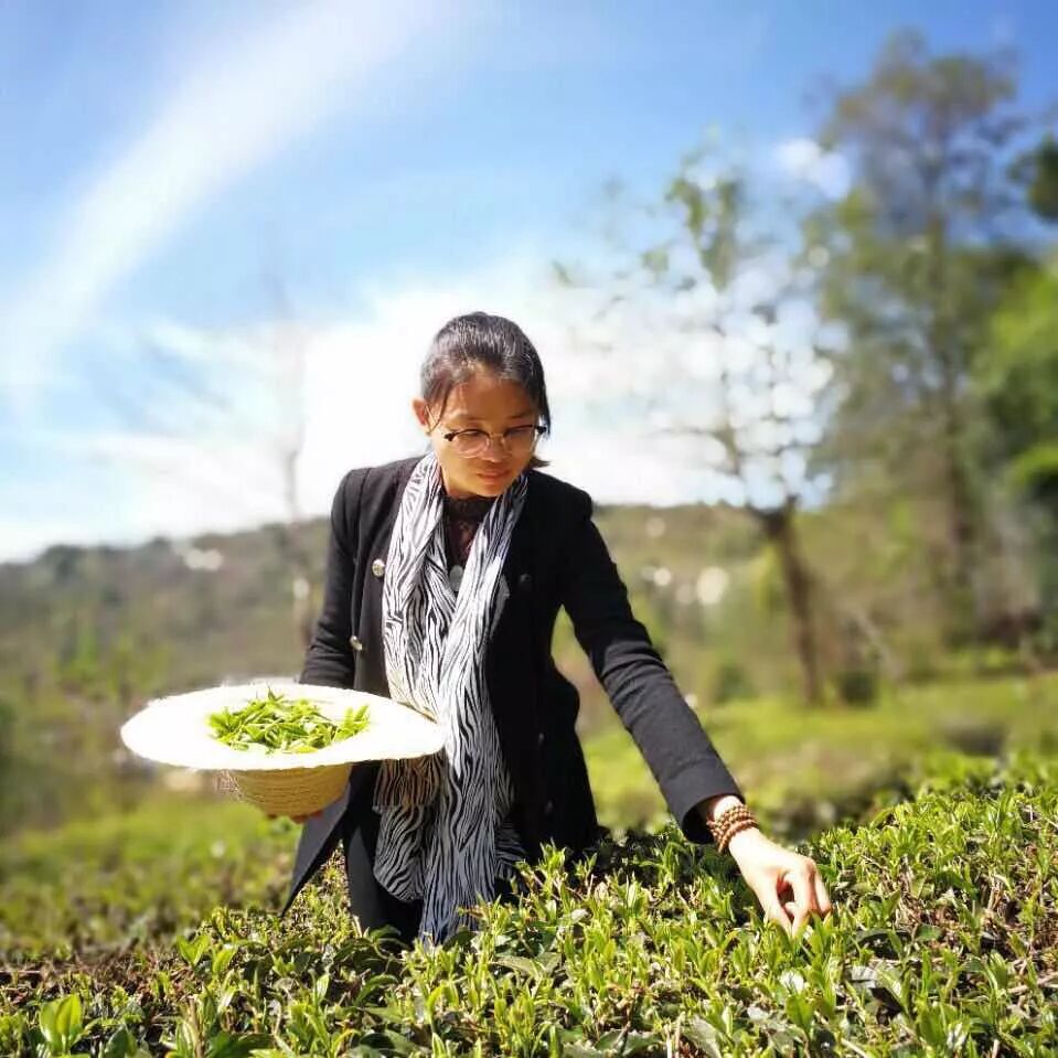 普洱茶拼配师：为了一款新茶，我拼出了100多个配方-天下网商-赋能网商，成就网商