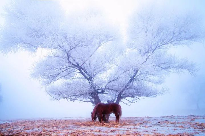 滑冰、玩雪、泡溫泉... 什麼樣的東北是你最愛？ 旅行 第4張