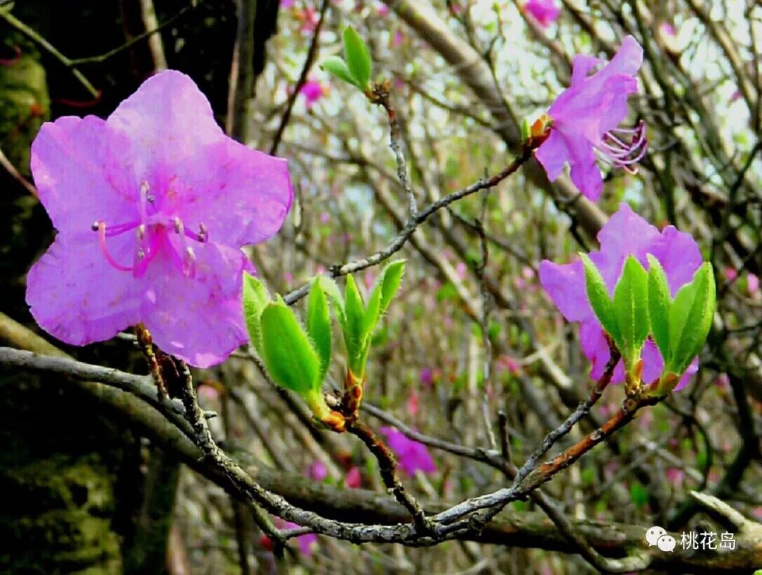 到韩国丽水 去看那漫山遍野的金达莱 财经热门