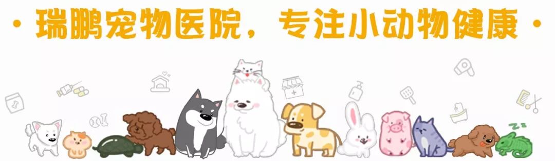 我陪你长大 你陪我变老 好吗 老年犬护理篇 瑞鹏宠物医院 二十次幂