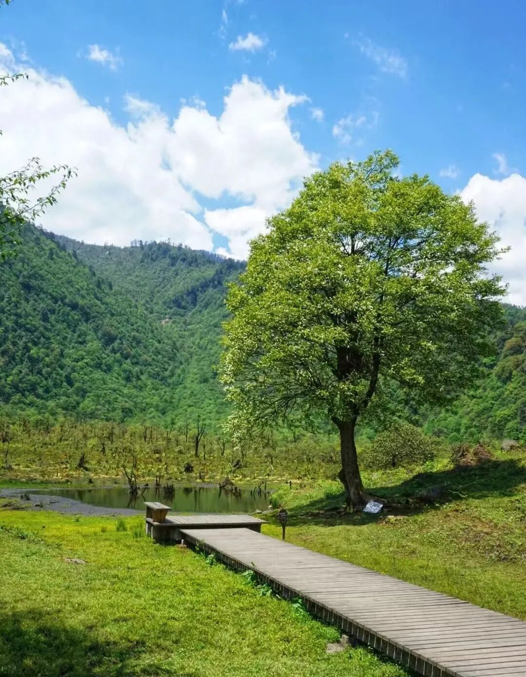 清凉又好耍来黑竹沟才不负盛夏