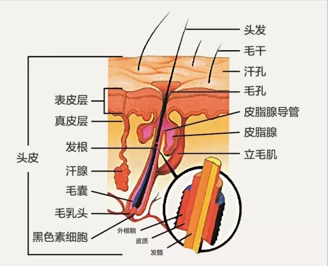 不同头皮颜色代表不同的头皮健康问题！