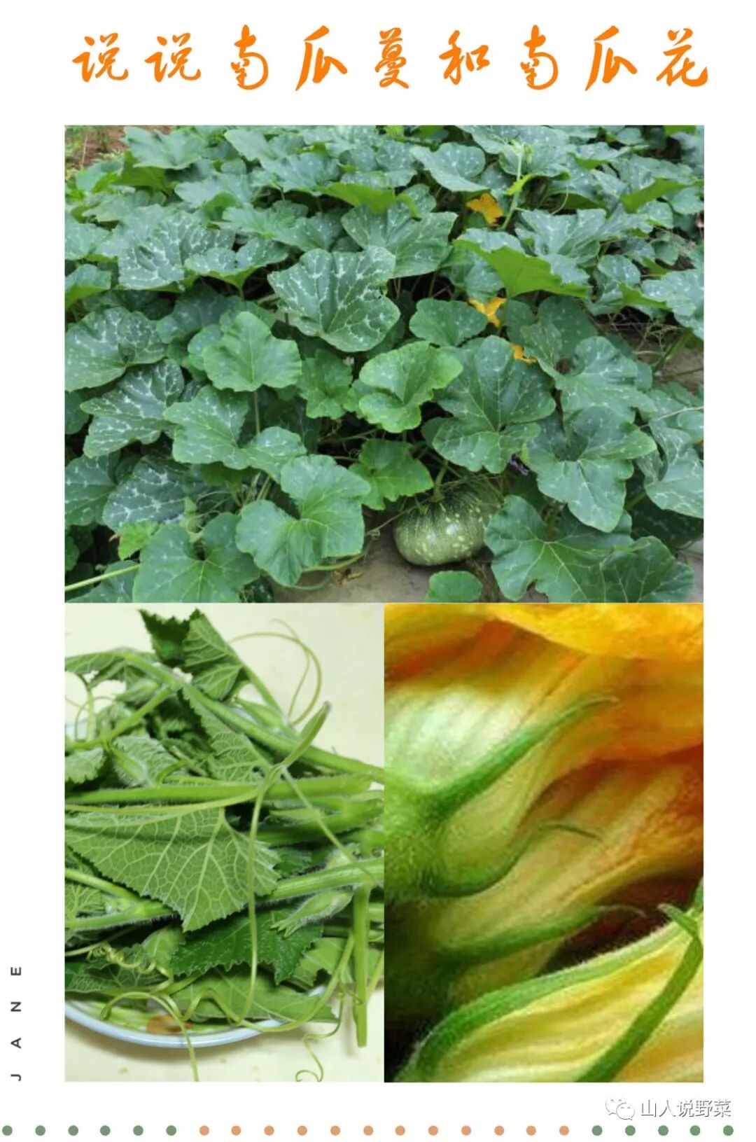 说说南瓜蔓和南瓜花 山人说野菜 微信公众号文章阅读 Wemp