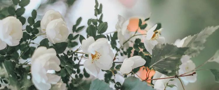 荤腥指什么_荤腥_荤腥是什么意思
