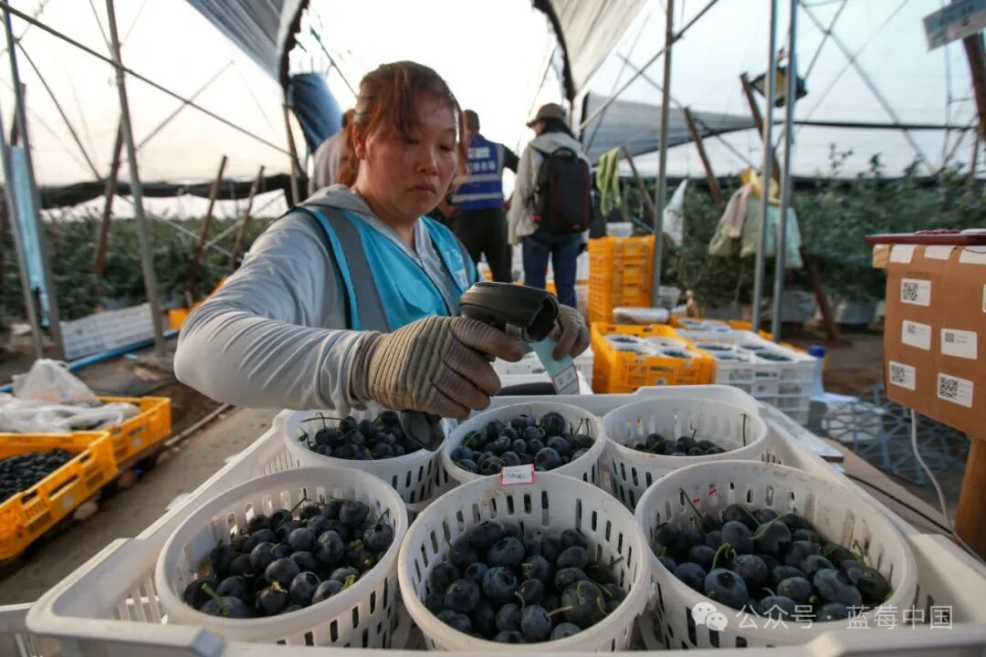 采摘工人正在分拣蓝莓。（木子/澎湃影像）