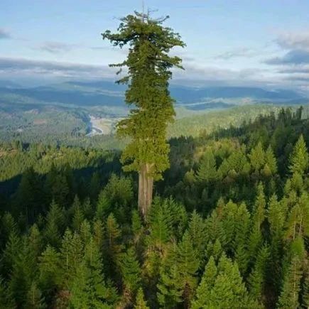 世界上长得最高的树是什么？