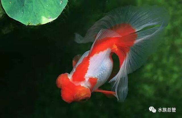 金鱼患病有前兆特征要注意 水族总管 微信公众号文章阅读 Wemp