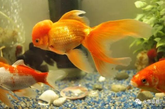 金鱼患病有前兆特征要注意 水族总管 微信公众号文章阅读 Wemp