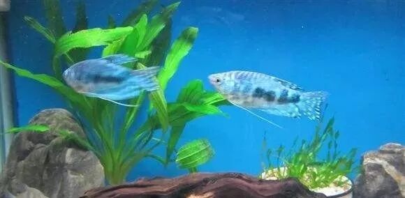 龙鱼缸中沉木有什么用途呢？