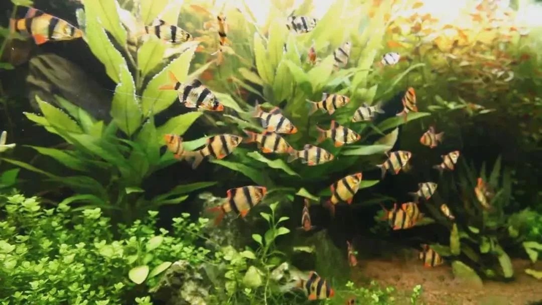 虎皮鱼和天使鱼混养怎么养_鱼天使养虎皮混养还是混养_天使鱼能和虎皮鱼一起养吗