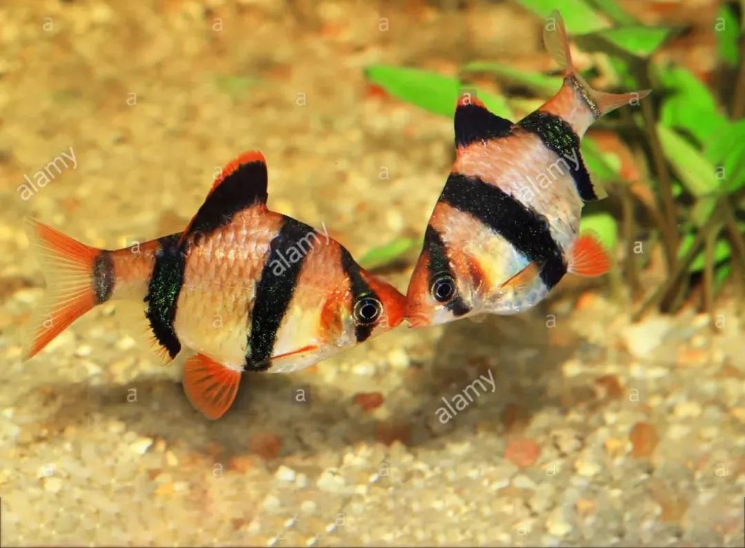天使鱼能和虎皮鱼一起养吗_虎皮鱼和天使鱼混养怎么养_鱼天使养虎皮混养还是混养