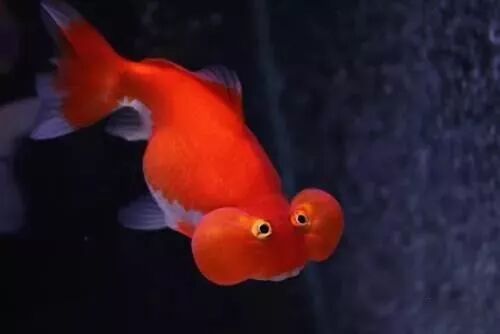 水泡金鱼的挑选6法则 水族总管 微信公众号文章阅读 Wemp