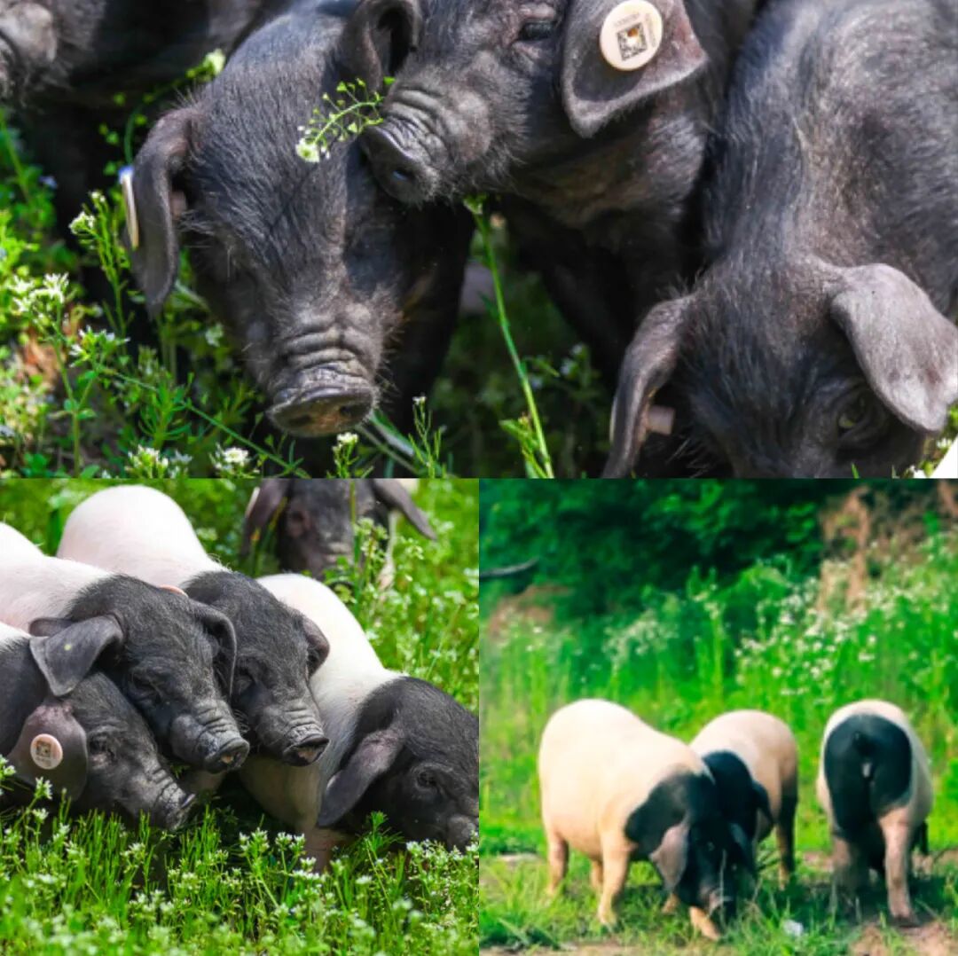 医用海藻棒怎么取建议两餐之间给娃吃点它！这几种食物营养高，娃吃了身体棒棒的_https://www.jmylbn.com_新闻资讯_第54张