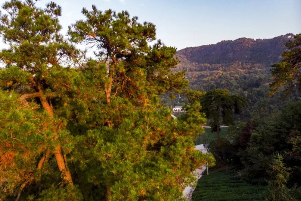 【云上五峰 自在土家】乡村旅游线路仁和坪镇:花样牧场·仁爱之乡