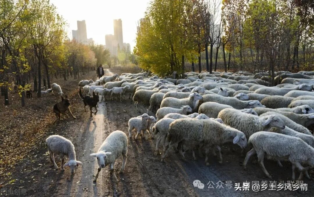 农村创业养殖山羊,做好以下七点,就很容易成功