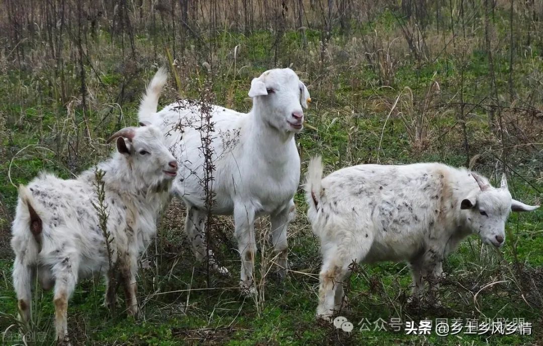 农村创业养殖山羊,做好以下七点,就很容易成功