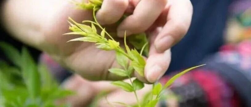 人越老、血越稠，这种叶子泡水喝，血栓、高血压绕道走，可惜很多人不知道~