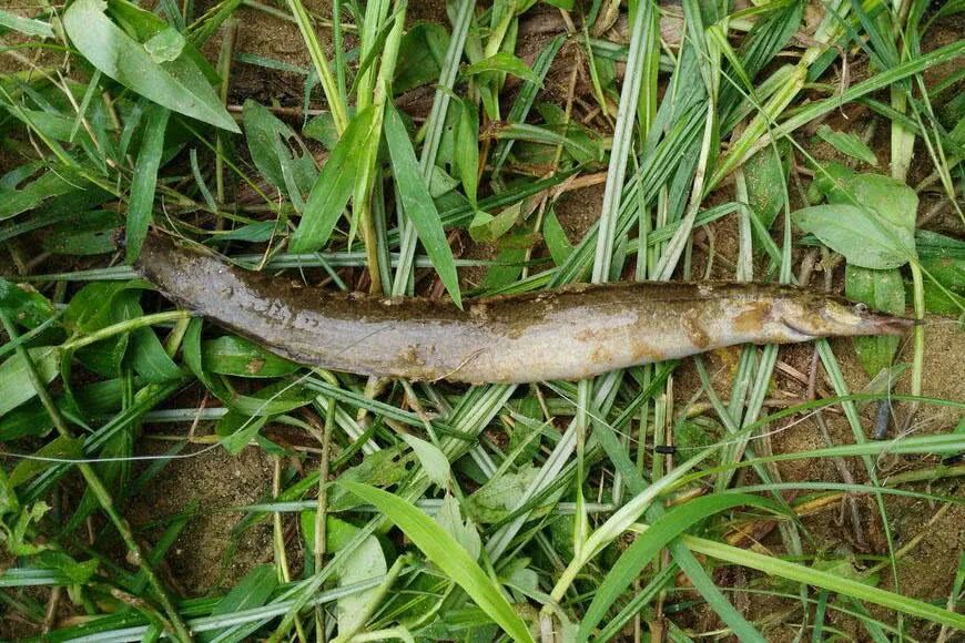 封开这种叫纳锥的鱼居然卖到80多一斤现在却越来越少见了