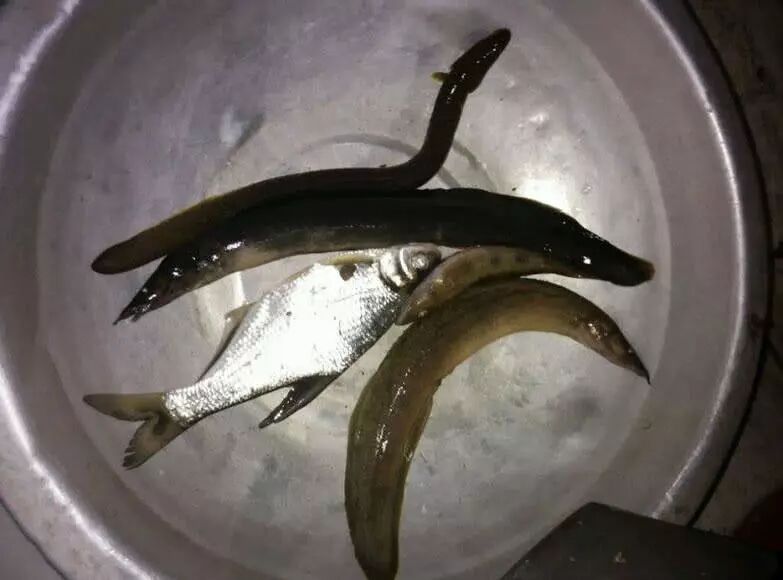 封开这种叫"纳锥"的鱼,居然卖到80多一斤,现在却越来越少见了!