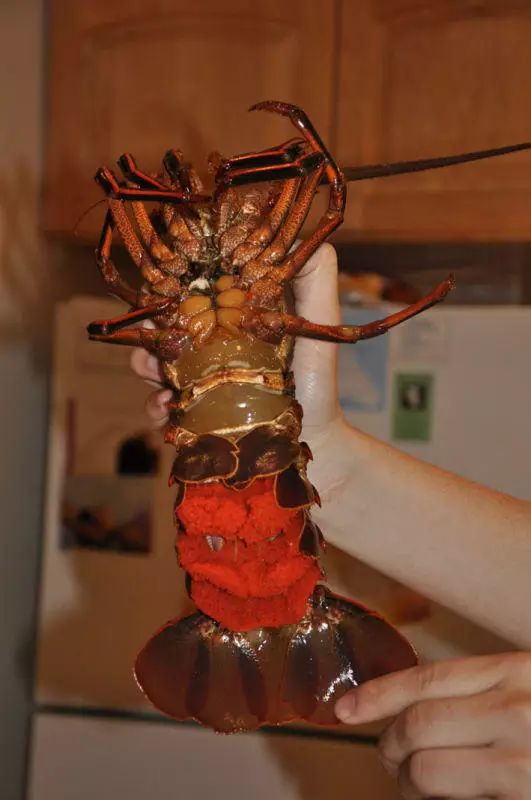 美国的腐败生活,钓上超级大龙虾,居然没有钳子