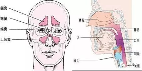 一個或多個鼻竇發生炎症稱為鼻竇炎,發炎的鼻竇包括:上頜竇,篩竇,額竇