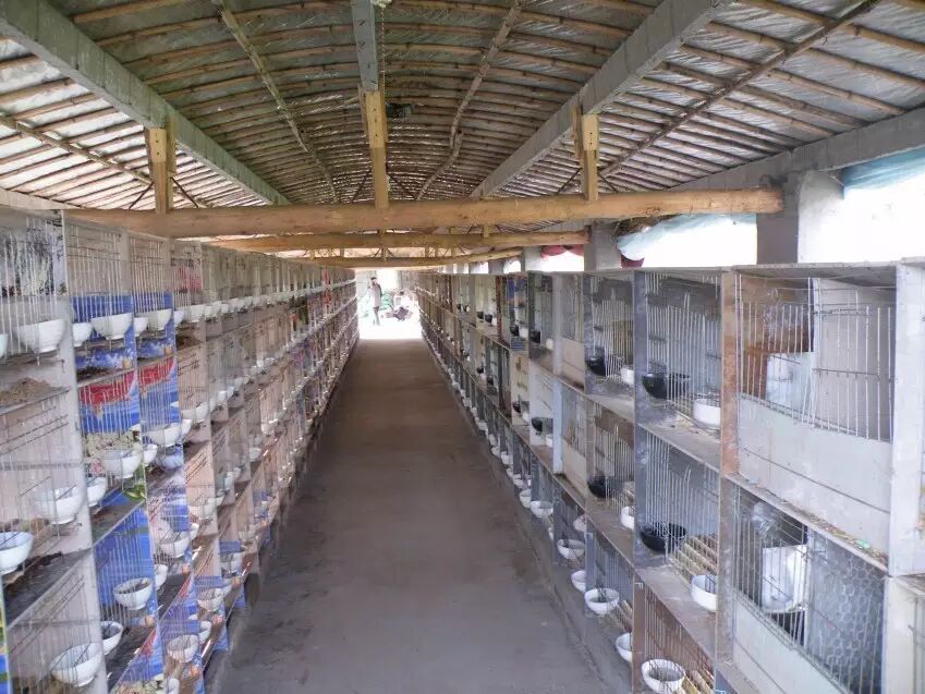 兔场卫生消毒四个注意