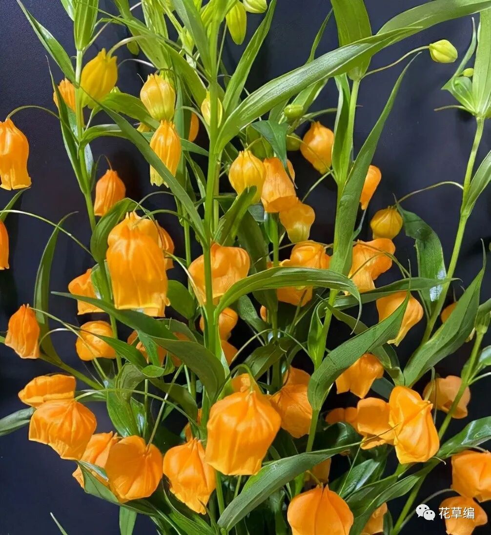 农历九月十八霜降后 养什么花 家里养3种花 福临居所喜气洋洋 全网搜