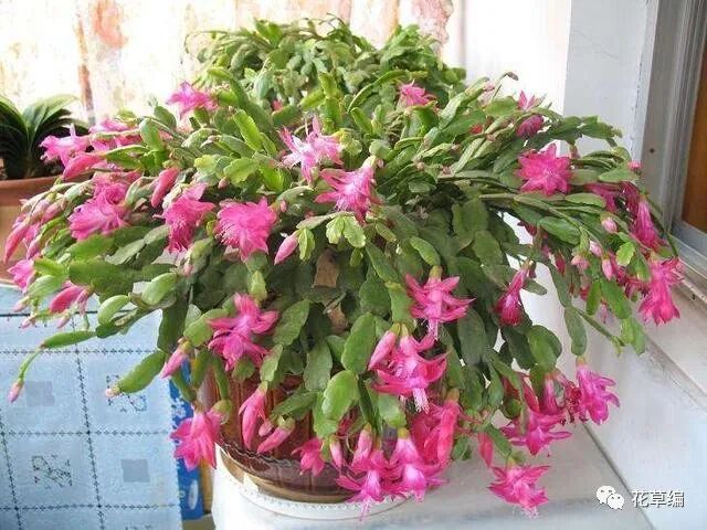 农历九月十六寒露后 养什么花 以下3种花 富贵安康喜气盈盈 全网搜