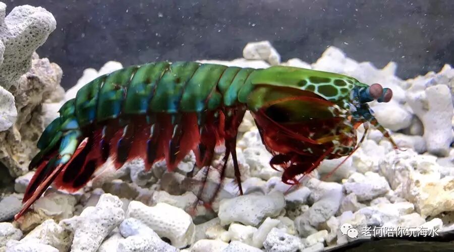 科普知识另类宠物皮皮虾我们来了