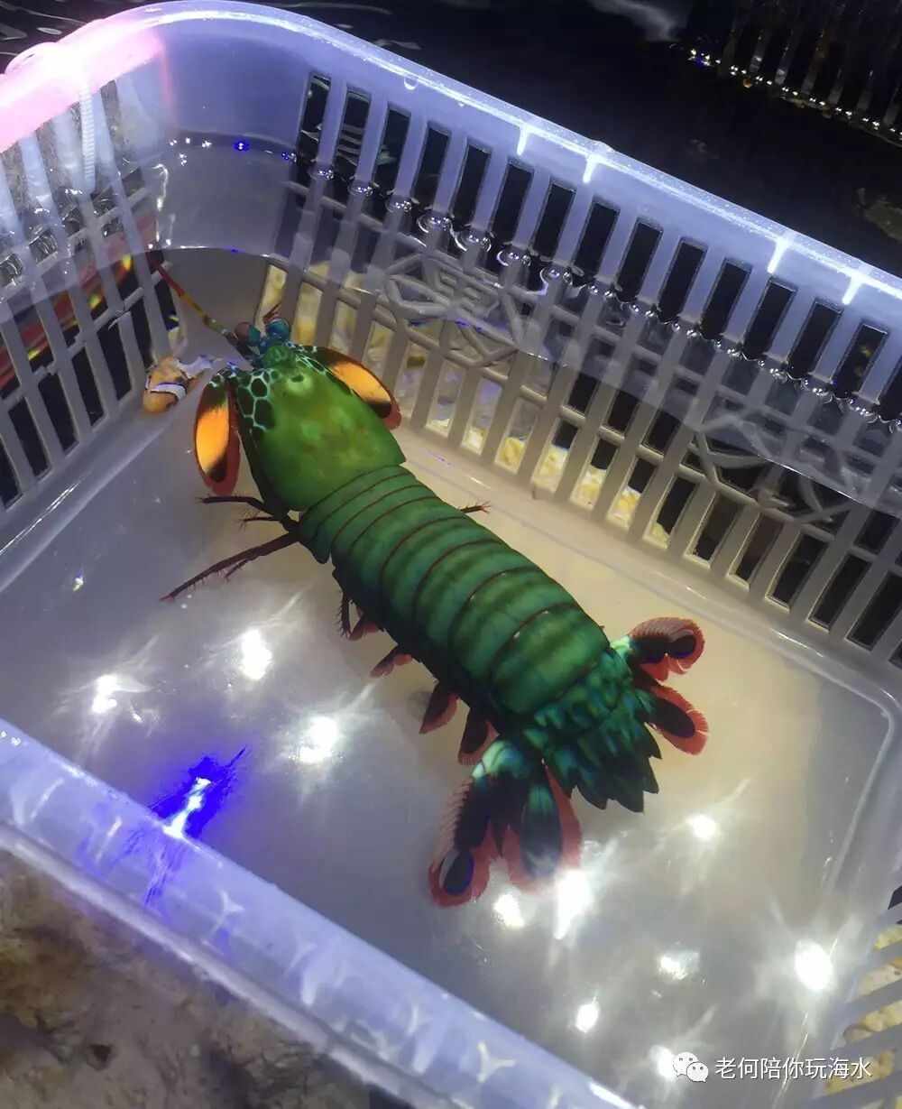 除了上面几种常见的,其他还有很多种颜色,比如黄色和黑白相间等等