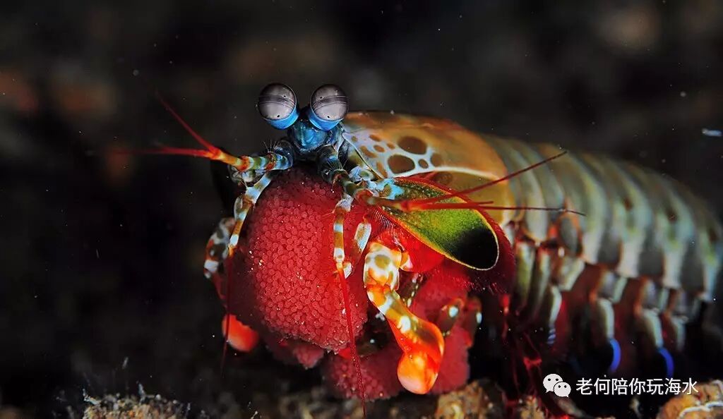 科普知识另类宠物皮皮虾我们来了