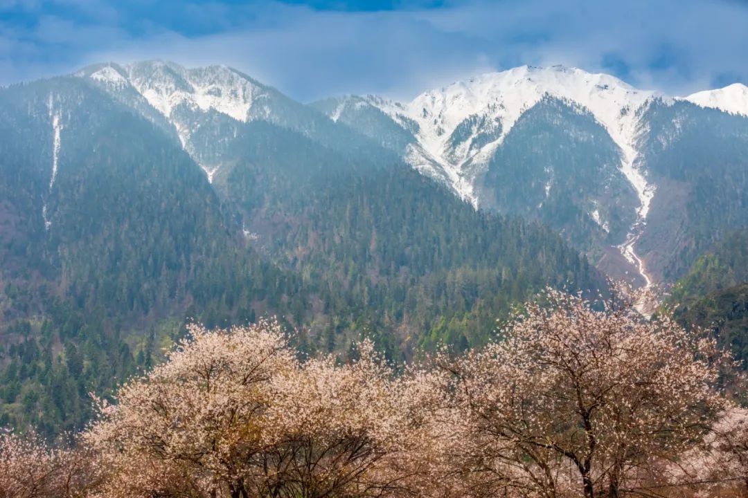 西藏的春天叫林芝你不能错过的3月之旅