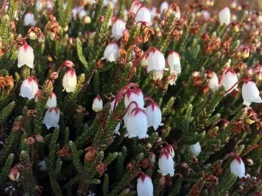 阿罗游学新西兰#8：有趣的新西兰英语